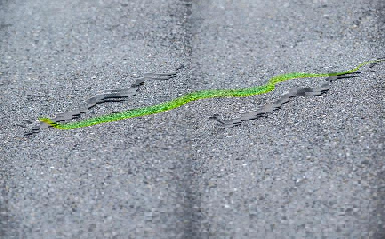 Rare Wildlife Spotted Crossing Expressway Stuns Passing Motorists